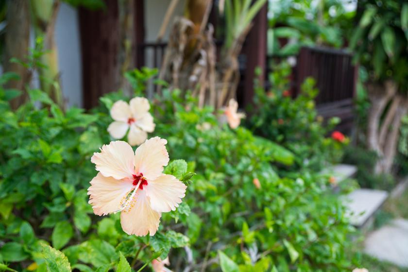 Weekender Bungalow Hotel Lamai Beach  Exterior photo